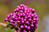 CALLICARPA BODINIERI