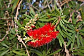 CALLISTEMON CITRINUS