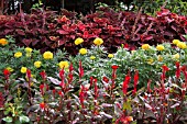 CELOSIA ARGENTEA, TAGETES ERECTA, AND PLECTRANTHUS SCUTELLARIOIDES