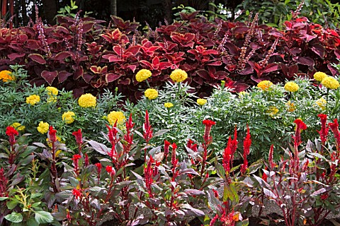 CELOSIA_ARGENTEA_TAGETES_ERECTA_AND_PLECTRANTHUS_SCUTELLARIOIDES