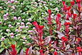 CELOSIA ARGENTEA WITH GOMPHRENA GLOBOSA