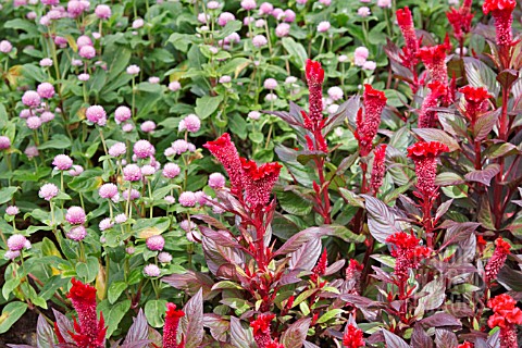 CELOSIA_ARGENTEA_WITH_GOMPHRENA_GLOBOSA