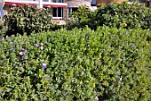 CONVOLVULUS SABATIUS COVERING A WALL