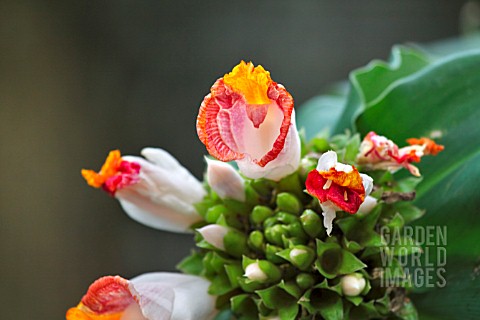 COSTUS_LUCANUSIANUS