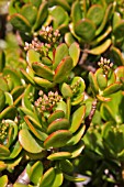 CRASSULA OVATA