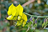 CROTALARIA AGATIFLORA