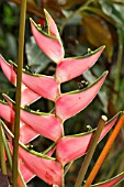 HELICONIA STRICTA