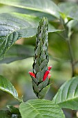 PACHYSTACHYS SPICATA