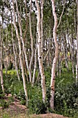 WHITE BIRCHES, BETULA PAPYRIFERA