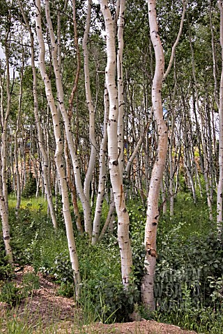 WHITE_BIRCHES_BETULA_PAPYRIFERA