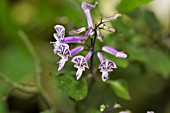 PLECTRANTHUS MONA LAVENDER