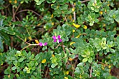 POLYGALA MYRTIFOLIA