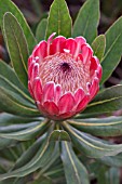 PROTEA COMPACTA