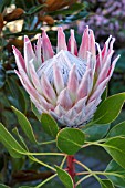 PROTEA CYNAROIDES