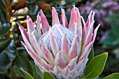 PROTEA CYNAROIDES