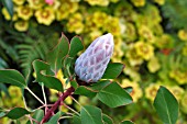 PROTEA CYNAROIDES