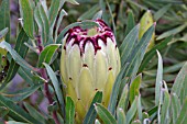 PROTEA NERIFOLIA