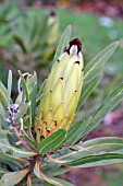 PROTEA NERIFOLIA