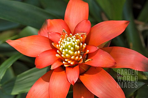 BROMELIAD_GUZMANIA_LIGULATA