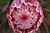 PROTEA