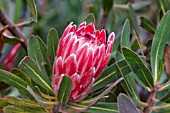 PROTEA