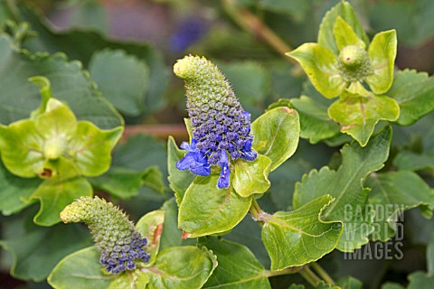 PYCNOSTACHYS_URTICIFOLIA