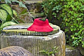 RED HAT IN A BUTTERFLY GARDEN