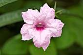 RUELLIA BRITTONIANA