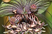 TACCA CHANTRIERI