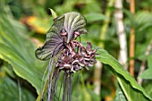 TACCA CHANTRIERI