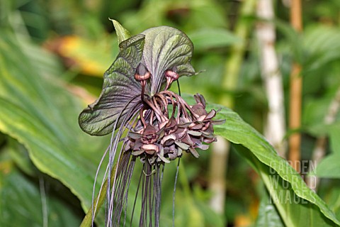 TACCA_CHANTRIERI