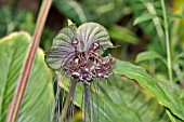 TACCA CHANTRIERI