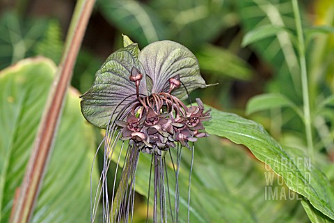 TACCA_CHANTRIERI