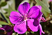 TIBOUCHINA URVILLEANA