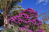 TIBOUCHINA URVILLEANA