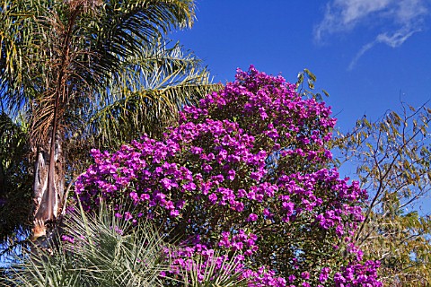 TIBOUCHINA_URVILLEANA