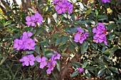 TIBOUCHINA URVILLEANA