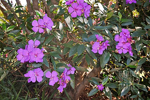 TIBOUCHINA_URVILLEANA