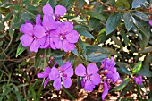 TIBOUCHINA URVILLEANA