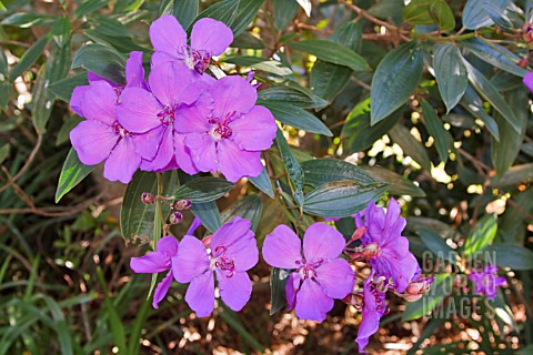 TIBOUCHINA_URVILLEANA