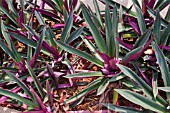 TRADESCANTIA SPATHACEA