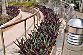 TRADESCANTIA SPATHACEA IN A MUNICIPAL GARDEN