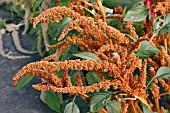 AMARANTHUS PANICULATUS AUTUMN PALETTE