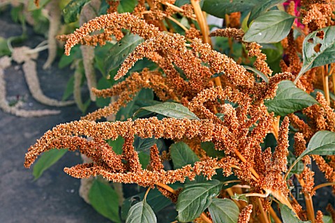 AMARANTHUS_PANICULATUS_AUTUMN_PALETTE