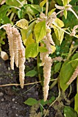 AMARANTHUS CAUDATUS VAR VIRIDIS