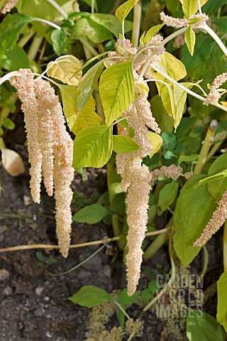 AMARANTHUS_CAUDATUS_VAR_VIRIDIS