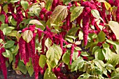 AMARANTHUS CAUDATUS PONY TAILS