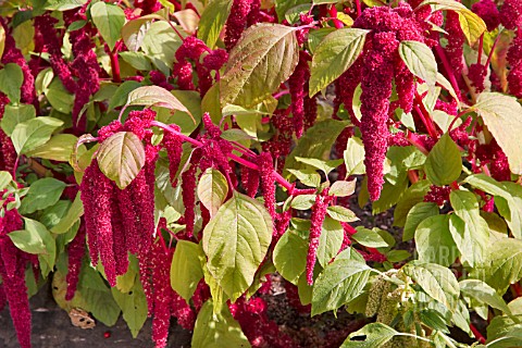 AMARANTHUS_CAUDATUS_PONY_TAILS