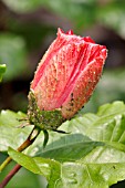 APHIDS AND WHITEFLY ON A HIBISCUS BUD