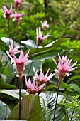 CALATHEA IOESENERI